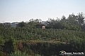 VBS_5657 - C'è un mare di velluto verde! E tu che sognavi di andare lontano... Quanta meraviglia, quì!